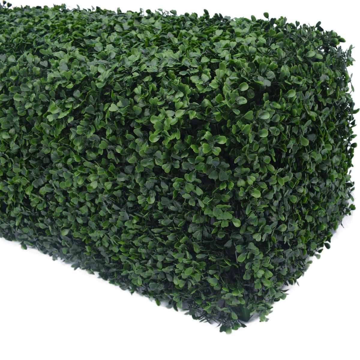 boxwood_hedge_1157825_8.jpg