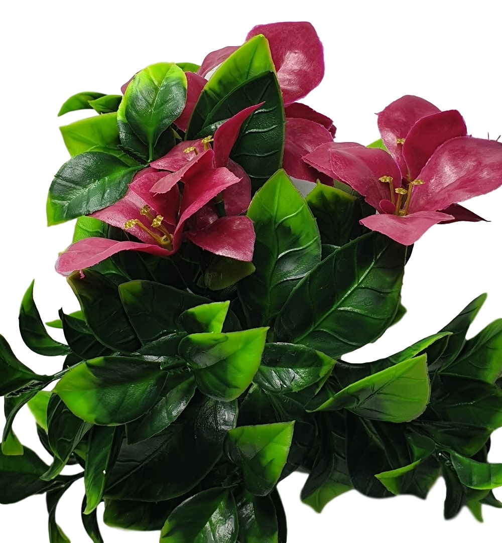 flowering_purple_jasmine_stem_close_up_clipped_rev_1_9.jpg