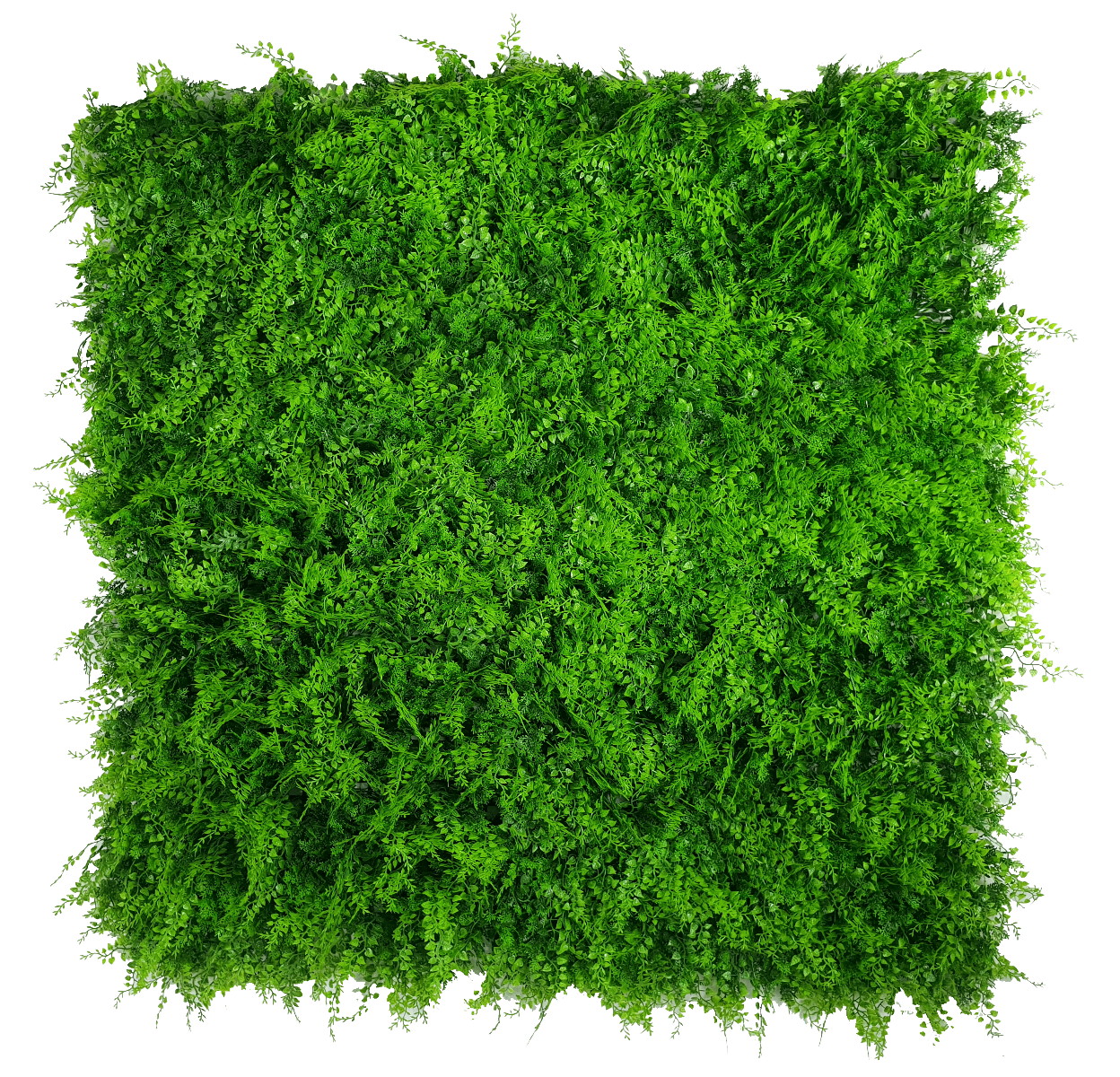 mediterrenean_fern_1_3.png